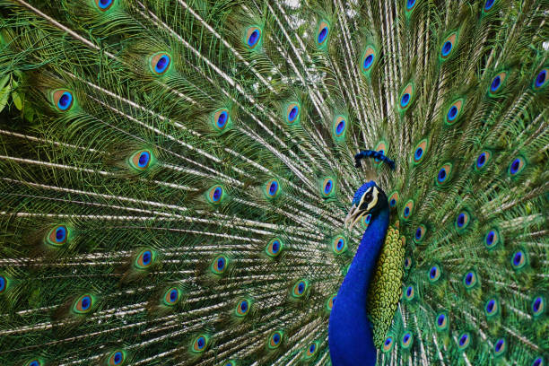 istock Close-up of a peacock 1302877469