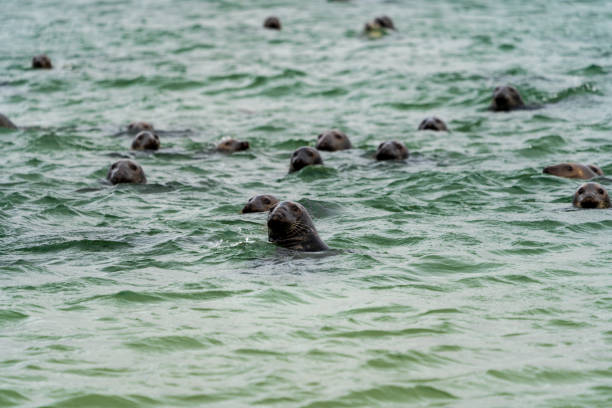 Seals relax on rock just outside of Bar Harbor in Maine.