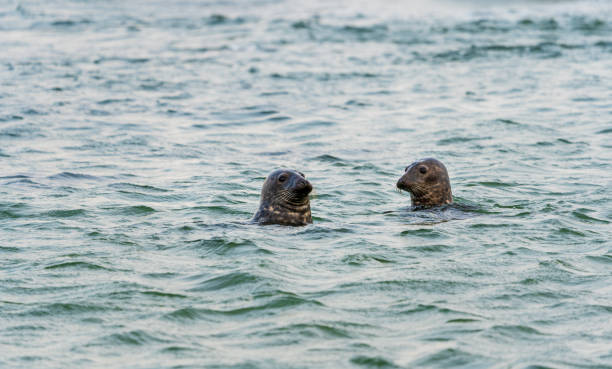 istock Harbour seals (Phoca vitulina) swimming in the sea 1302877496