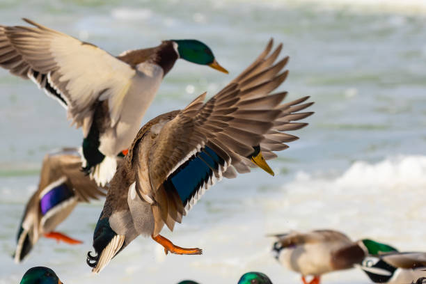 istock Bird. Mallard duck  in flight 1302877768
