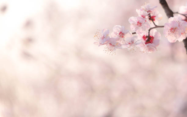 istock Cherry blossom  flower in spring for background or copy space for text 1302879551