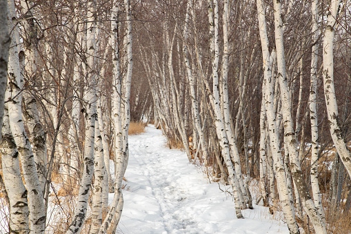 Winter forest in Acadia National park birch forest sunny