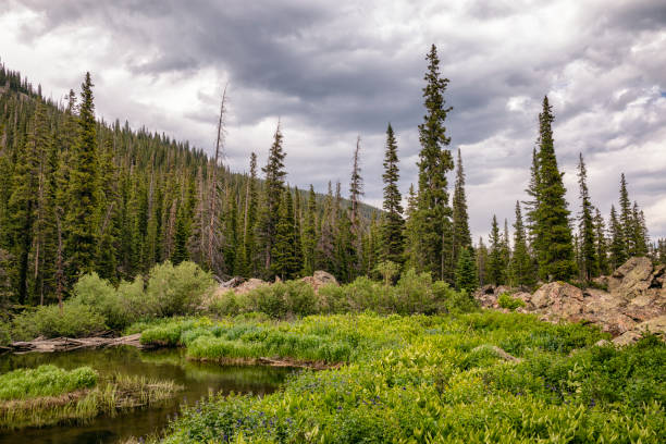 istock Forest Landscape in the upper Boulder Creek Basin, Colorado 1302882705