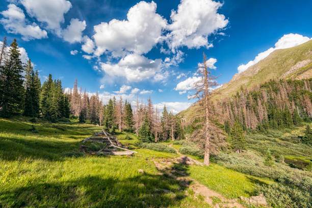 Forest Landscape in the Sangre de Cristo Wilderness, Colorado in Crestone, CO, United States