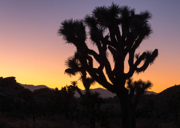 istock Sunset at Joshua Tree National Park 1302885993