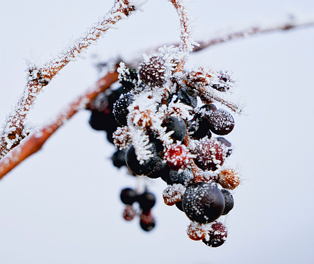 grape vine and grape bunch covered with ice after a big frost