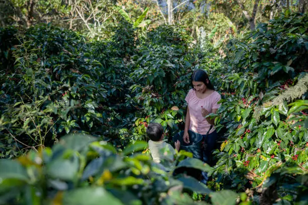 Colombian female farmer teaching her son about harvest the coffee beans at a plantation - passing on the legacy