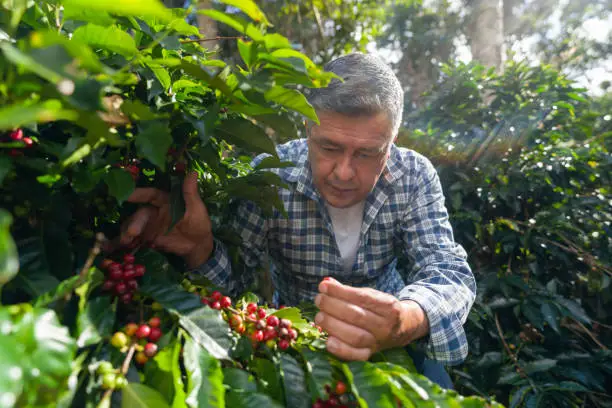 Portrait of a Colombian coffee farm owner checking the quality of his beans in preparation for harvesting