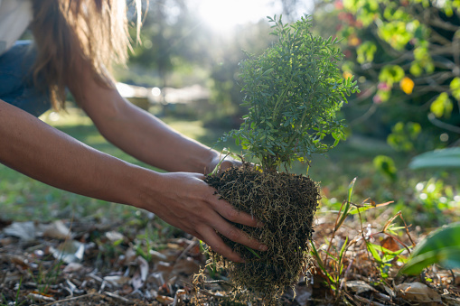 Close-up on a woman planting a tree in her backyard -environmental concepts