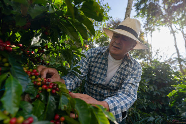 kolumbijski rolnik kawy zbierający ziarna - cherry cherry tree tree fruit zdjęcia i obrazy z banku zdjęć