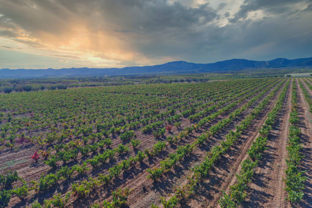 istock Vines and grapevines seen from the air at sunset (Drone flight 1302887807