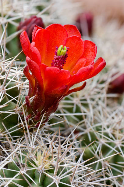istock Claretcup Cactus, kingcup cactus, claretcup, and Mojave mound cactus. Echinocereus triglochidiatus or Echinocereus triglochidiatus var  melanacanthus. Capitol Reef National Park, Utah; Colorado Plateau; Cactaceae Family. Tepal. 1302888002