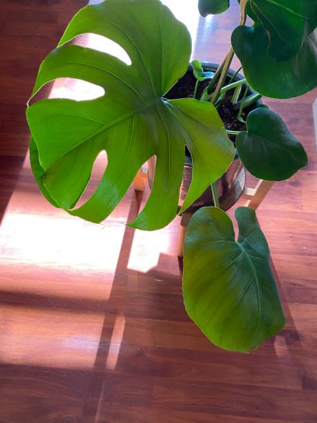 istock Indoor tropical plant in the sunlight 1302888139