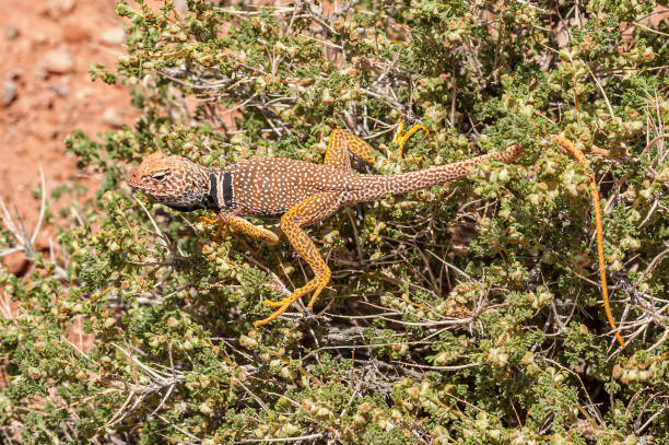 The Great Basin collared lizard (Crotaphytus bicinctores), also known commonly as the desert collared lizard or the Mojave black-collared lizard, is a species of lizard in the family Crotaphytidae. Capitol Reef National Park, Utah. Endemic. el lagarto de cuello de la gran cuenca (crotaphytus bicinctores), también conocido comúnmente como el lagarto de cuello desértico o el lagarto de cuello negro mojave, es una especie de lagarto en la familia crotaphytidae. parque nacional capitol reef, u