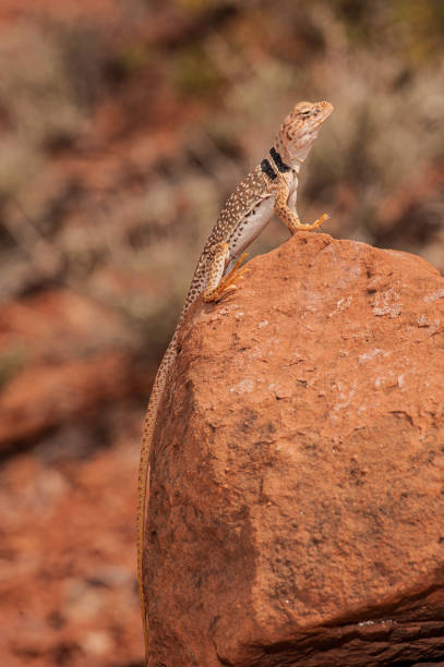 istock The Great Basin collared lizard (Crotaphytus bicinctores), also known commonly as the desert collared lizard or the Mojave black-collared lizard, is a species of lizard in the family Crotaphytidae. Capitol Reef National Park, Utah. Endemic. 1302888285
