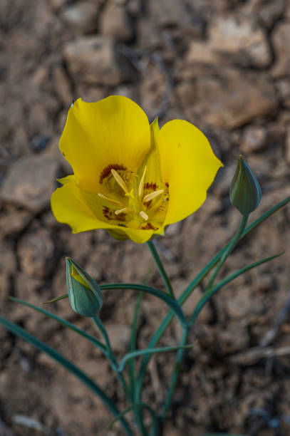 giglio di mariposa d'oro, calochortus aureus; capitol reef national park, utah; famiglia liliaceae. - globe lily foto e immagini stock