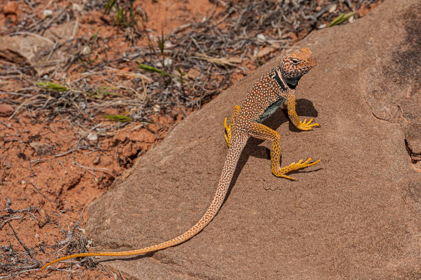 istock The Great Basin collared lizard (Crotaphytus bicinctores), also known commonly as the desert collared lizard or the Mojave black-collared lizard, is a species of lizard in the family Crotaphytidae. Capitol Reef National Park, Utah. Endemic. 1302888301