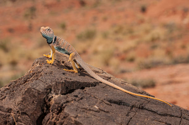 istock The Great Basin collared lizard (Crotaphytus bicinctores), also known commonly as the desert collared lizard or the Mojave black-collared lizard, is a species of lizard in the family Crotaphytidae. Capitol Reef National Park, Utah. Endemic. 1302888855