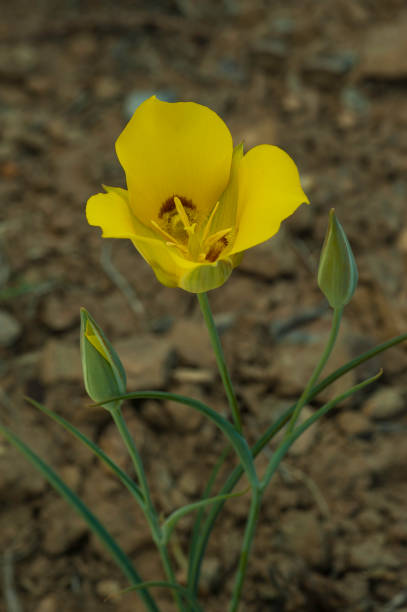 giglio di mariposa d'oro, calochortus aureus; capitol reef national park, utah; famiglia liliaceae. - globe lily foto e immagini stock