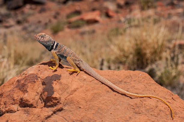 istock The Great Basin collared lizard (Crotaphytus bicinctores), also known commonly as the desert collared lizard or the Mojave black-collared lizard, is a species of lizard in the family Crotaphytidae. Capitol Reef National Park, Utah. Endemic. 1302888862