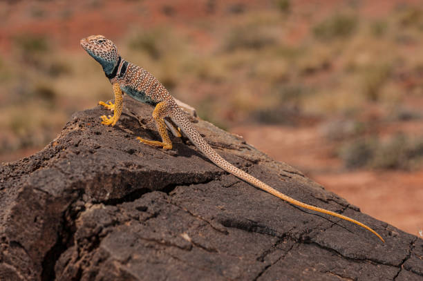 istock The Great Basin collared lizard (Crotaphytus bicinctores), also known commonly as the desert collared lizard or the Mojave black-collared lizard, is a species of lizard in the family Crotaphytidae. Capitol Reef National Park, Utah. Endemic. 1302888873