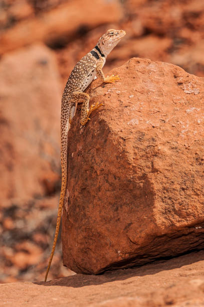 le lézard à collier du grand bassin (crotaphytus bicinctores), aussi connu communément sous le nom de lézard à collier du désert ou lézard à collier noir mojave, est une espèce de lézard de la famille des crotaphytidae. capitol reef national park - lizard collared lizard reptile animal photos et images de collection