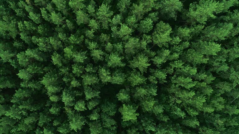 green trees aerial view forest background nature