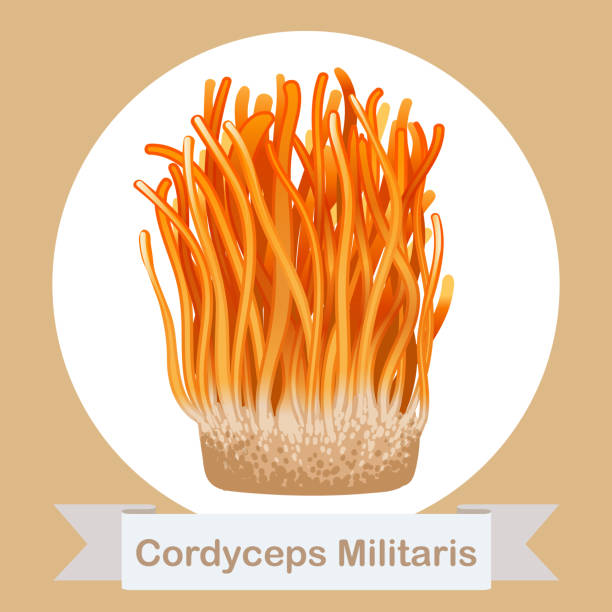 ilustraciones, imágenes clip art, dibujos animados e iconos de stock de cordyceps militaris. hierbas tradicionales chinas, es un hongo que se utiliza para la medicina y la comida famosa en asia. ilustración vectorial - sinensis