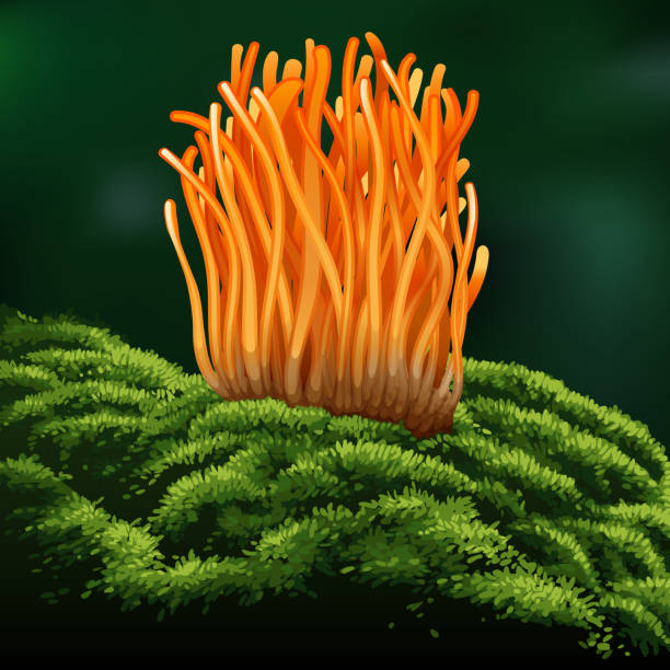 cordyceps militaris. tradycyjne chińskie zioła, jest to grzyb, który za pomocą leków i żywności znanych w azji. ilustracja wektorowa - moss stock illustrations