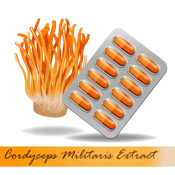 Vector illustration of Cordyceps Militaris. Traditional chinese herbs, Is a mushroom that using for medicine and food famous in Asian. vector illustration