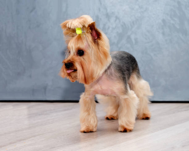 istock Yorkshire Terrier front view on a gray background with a bow on the head 1302890947