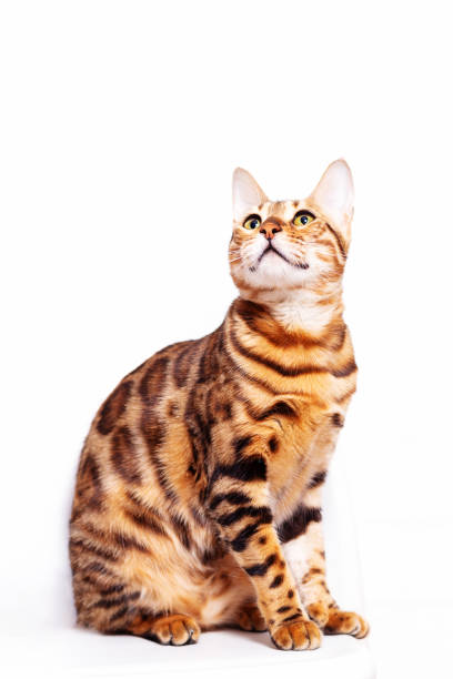 Amazing bengal cat sitting on white background. Unique breed of domestic cats with spotted coloration like leopard. Cat looks up at empty space.