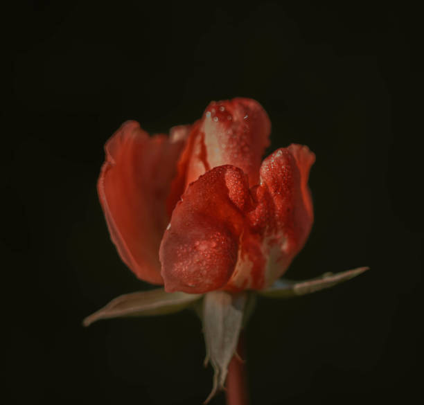 istock Beautiful Rose on Vintage style; nature background 1302891505
