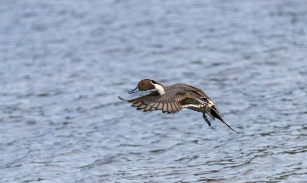 istock A northern pintail duck 