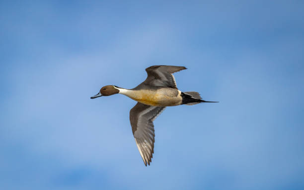 un pato pintail norteño " anas acuta " - pato macho fotografías e imágenes de stock