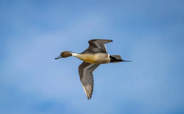 A male northern pintail duck " Anas acuta "  flies over a lake in Canada.