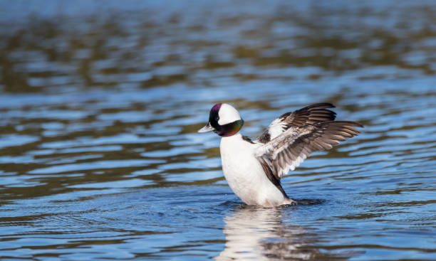 istock A male bufflehead diving duck 