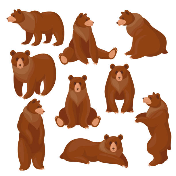 illustrazioni stock, clip art, cartoni animati e icone di tendenza di set di orsi bruni - activity animal sitting bear