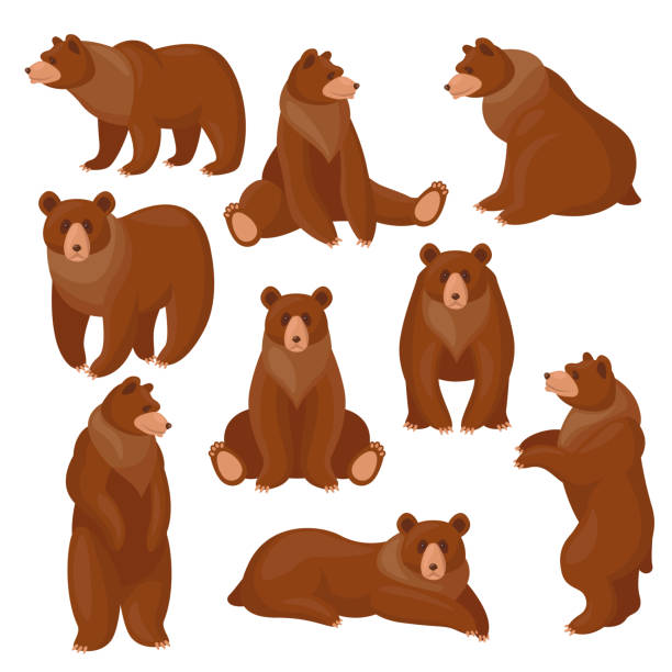 Brown bears set Brown bears set. Different views and poses of cute cartoon grizzly sitting, standing, walking isolated on white. Vector illustrations for wildlife, predators, mammal animals concept bear illustrations stock illustrations