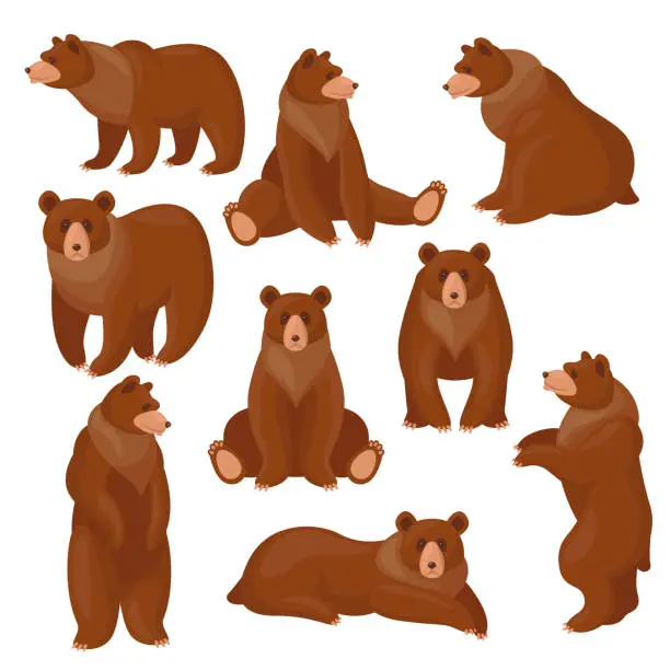 Vector illustration of Brown bears set