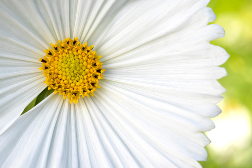 White daisy flower with a yellow centre