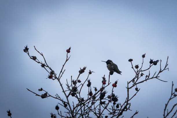 kolibri im baum - winter landscape canada branch stock-fotos und bilder