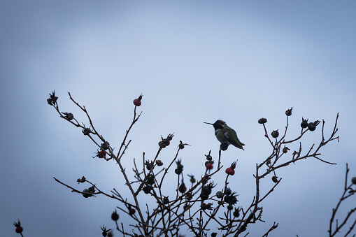 Hummingbird on tree branch in silhouette against the sky.