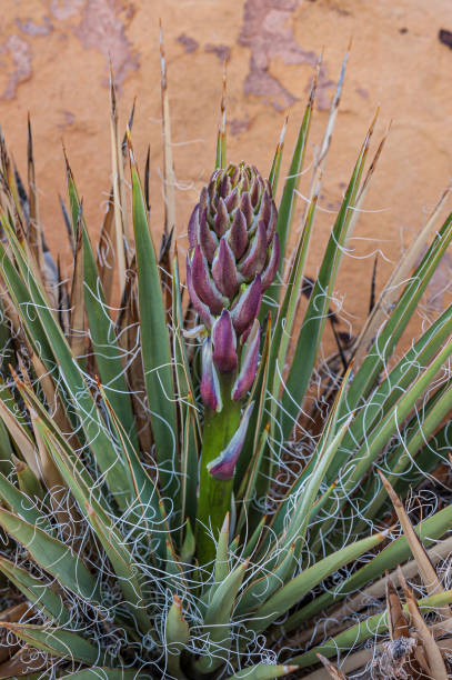 Harriman's Yucca, Spanish Bayonet, Yucca harrimaniae, Capitol Reef National Park, Utah; Agavaceae  or Asparagaceae Family. Bud; flower stalk. Harriman's Yucca, Spanish Bayonet, Yucca harrimaniae, Capitol Reef National Park, Utah; Agavaceae  or Asparagaceae Family. Bud; flower stalk. capitol reef national park stock pictures, royalty-free photos & images