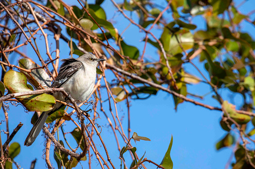 A Mockingbird basking in the sunlight atop a tree
