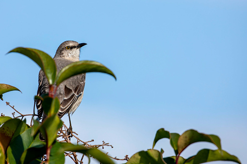 Mockingbird sitting atop a tree pictured through dense leaves on a sunny day