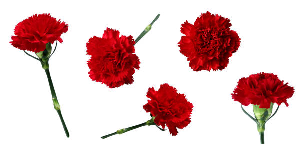 An assorted red carnation cutouts. Contains a total of five flowers. carnation flower photos stock pictures, royalty-free photos & images
