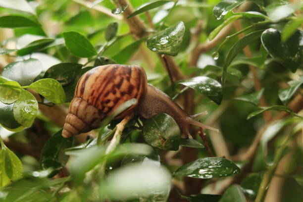 istock a land snail in nature eating leaf 1302899659