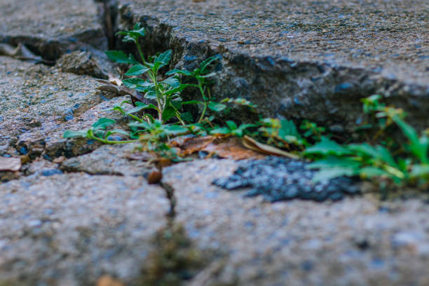 istock The green grass growing between the broken concrete 1302899755