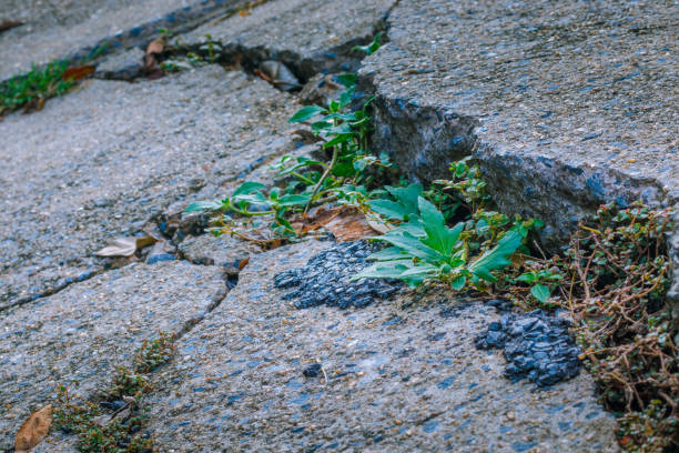 istock Green trees grow between the cracked concrete. 1302899759